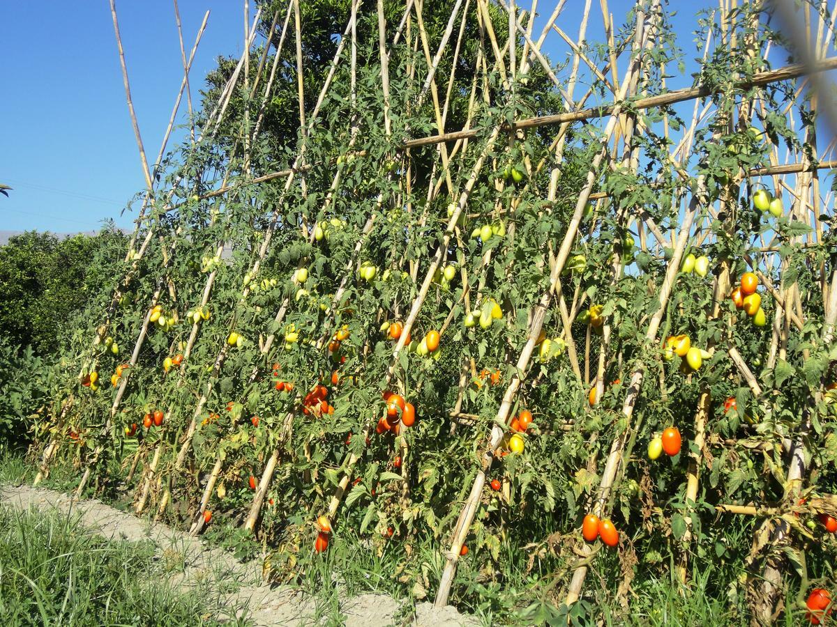 Hostal Y Apartamento Rural Los Naranjos Melegis ห้อง รูปภาพ